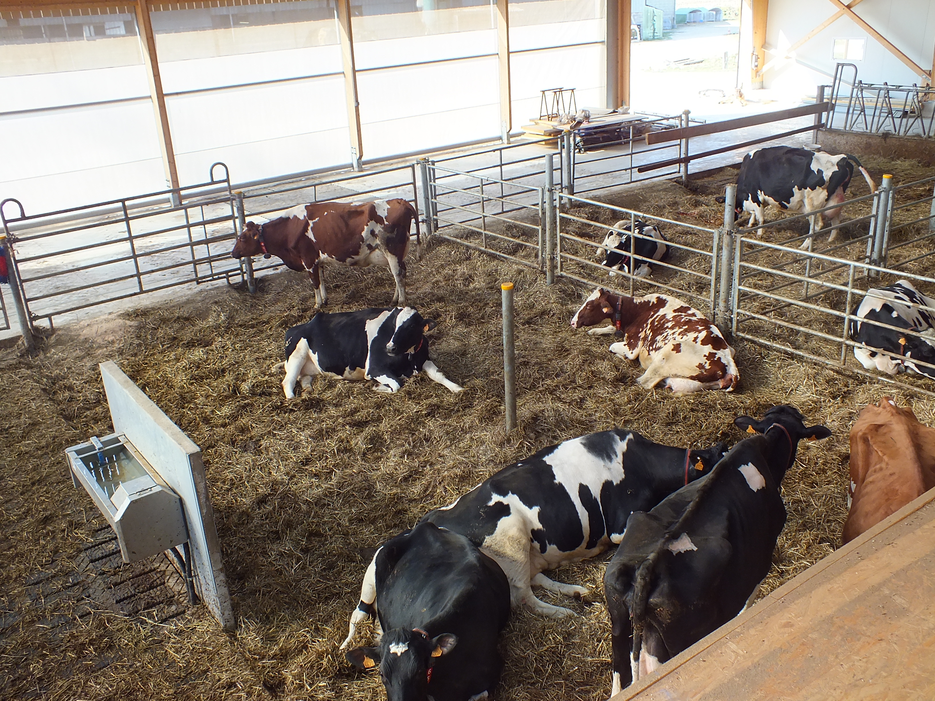 Une aire paillée de 150 m2 permet de séparer les vaches du troupeau avant et après vêlage. Photo : A.H.