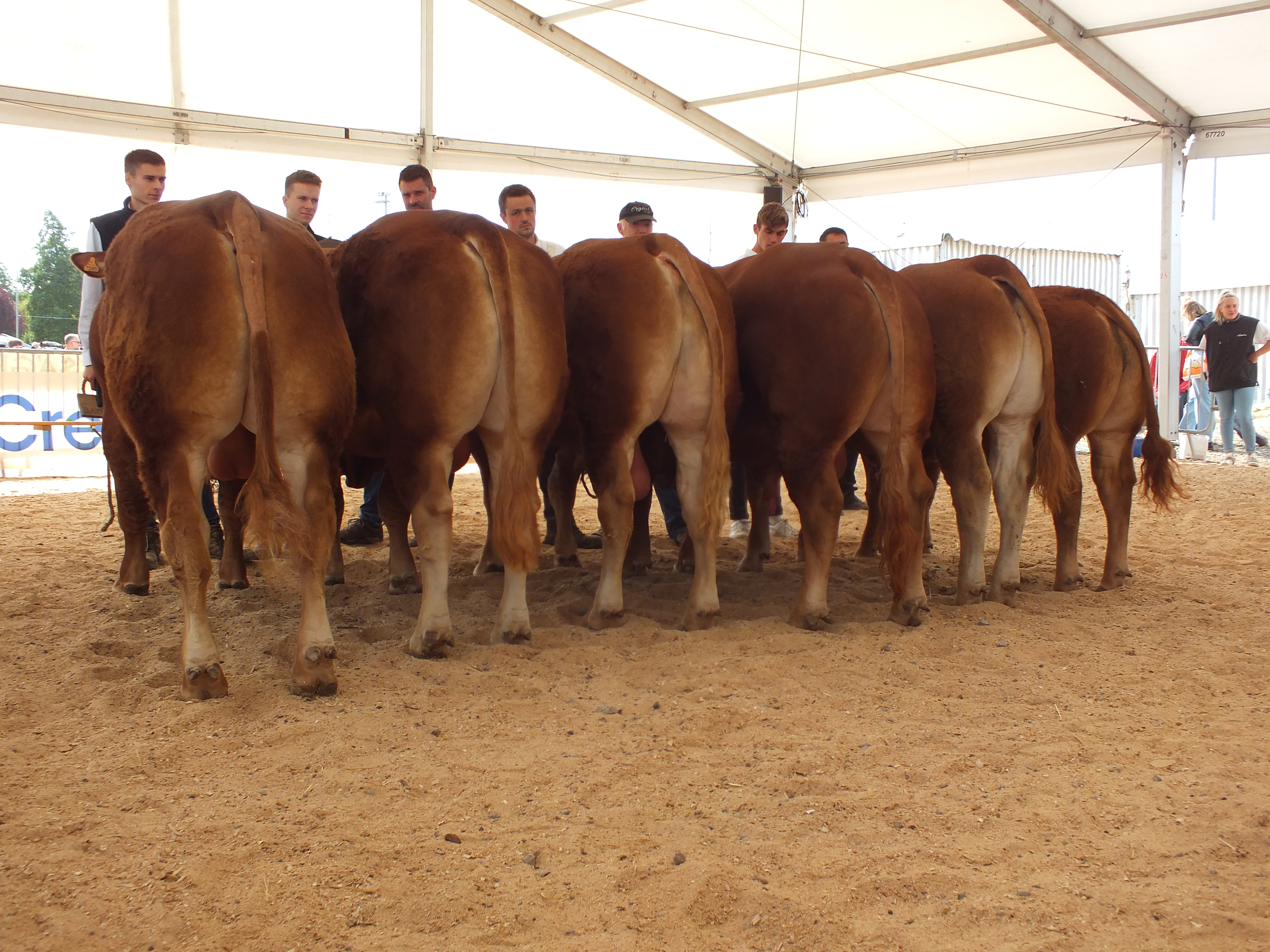 Le concours interdépartemental Limousin a réuni une soixantaine d'animaux de grande qualité. Photo : AH.
