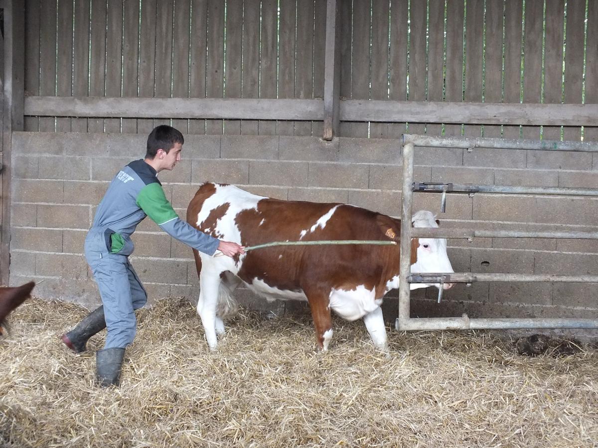 Parmi les épreuves, déplacer quatre génisses d’un box à l’autre dans un temps limité. Photo : A. H. Parmi les épreuves, déplacer quatre génisses d’un box à l’autre dans un temps limité. Photo : A. H.