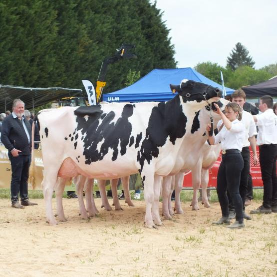 Le Gaec Missouri à Montzéville remporte le prix d’élevage, le championnat vaches adultes avec Lux Nikea (au premier plan)  et le championnat jeune. Photo A. H.