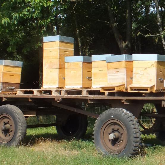 La déclaration de ruches 2023 est à réaliser jusqu'au 31 décembre. Photo : A. J.