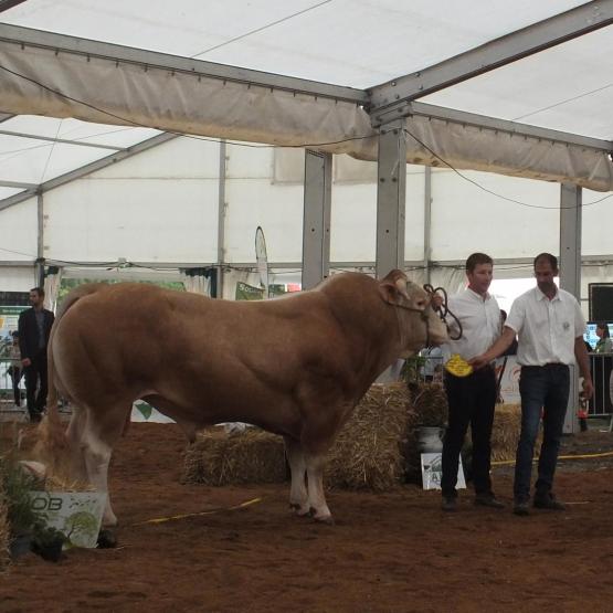 Sablier, taureau de deux ans et demi (père Miracle) et appartenant à l’élevage de la Neuvaire (55), a remporté le championnat mâle adulte et mâle espoir lors du concours régional.