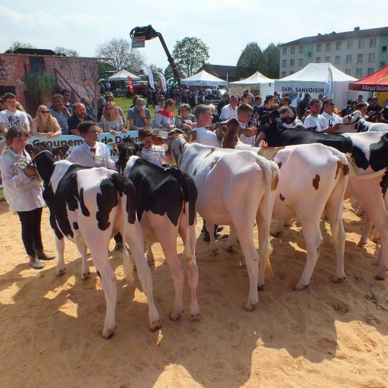 Le concours d’élevage Prim’Holstein animera l’espace agricole. Photo : D. R.