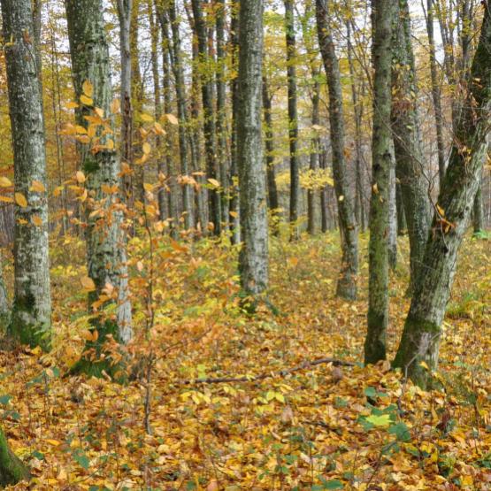 Parmi les sujets prioritaires, l’avenir des forêts publiques dans un contexte de changement. Crédit : A.HUMBERTCLAUDE