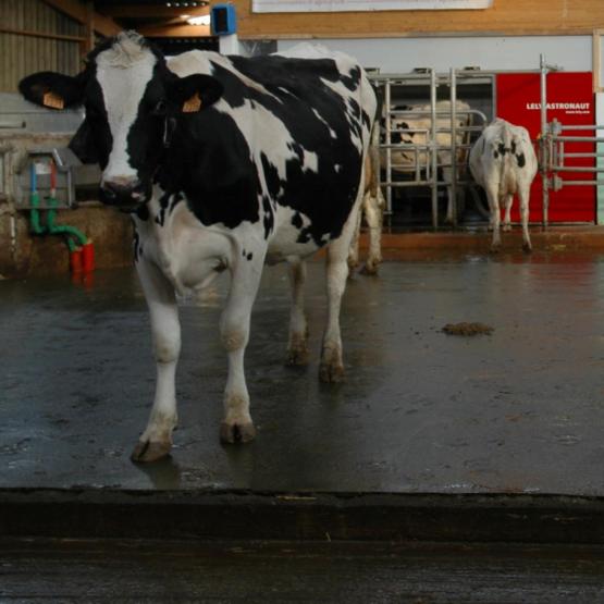 Robot de traite : le prix à payer pour maintenir des éleveurs laitiers demain ? Photo : H.Flamant