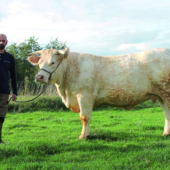 Sébastien Nanotti avec Physalis, une jeune vache ayant fait son premier veau cet hiver qui sera présente sur le ring d’Agrimax. Photo DR