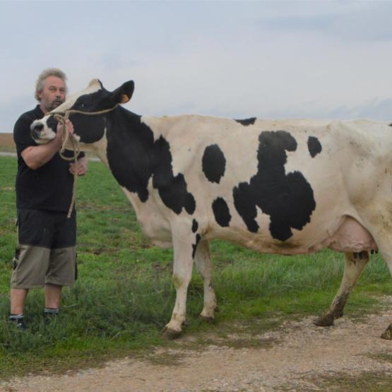 Sébastien Poinsignon et Havana (père Dorsy), une vache en septième veau, sélectionnée pour Agrimax. Photo : H. F.