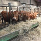 La prophylaxie peut être allégée pour les élevages de plus de 40 bovins de plus de deux ans en situation sanitaire favorable. 