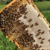 La production de miel a été fortement affectée par la pluie et le froid. Photo : DR.