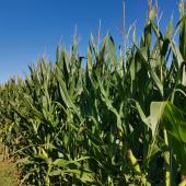 Les conditions estivales ont été profitables aux maïs, ils présentent, le plus souvent, un beau développement végétatif et un épi bien fécondé. Photo : H.Flamant