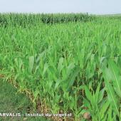 Le maïs atteint le stade cinq feuilles majoritaire. (photo : Arvalis-Institut du Végétal). 