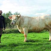 Sébastien Nanotti avec Physalis, une jeune vache ayant fait son premier veau cet hiver qui sera présente sur le ring d’Agrimax. Photo DR
