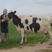 Sébastien Poinsignon et Havana (père Dorsy), une vache en septième veau, sélectionnée pour Agrimax. Photo : H. F.