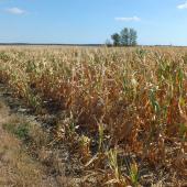 Le département de la Meuse est reconnu en calamité agricole au titre de la sécheresse 2020. Photo : DR