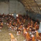 L’enjeu est de protéger la filière avicole face à la progression rapide du virus. Crédit : A.HUMBERTCLAUDE