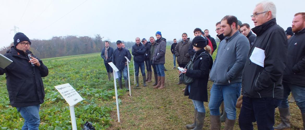 Les agriculteurs ont pu découvrir de nombreuses espèces de couverts, cultivées seules ou en mélange. Crédit : A. HUMBERTCLAUDE