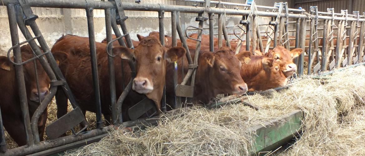 La prophylaxie peut être allégée pour les élevages de plus de 40 bovins de plus de deux ans en situation sanitaire favorable. 