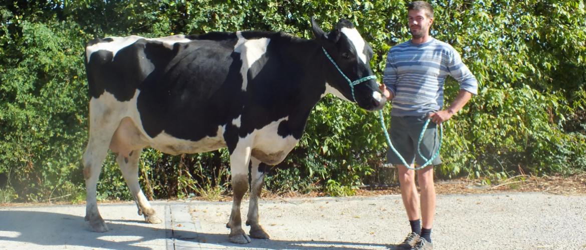 Airy Marchand présente Judith, nommée affectueusement Choupinou, la vache préférée du troupeau pour sa gentillesse. (Crédit photo : A.HUMBERTCLAUDE