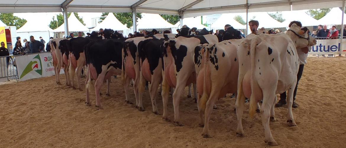 Les concours d’élevage vont se succéder pendant deux jours sur le site du Pré l’Évêque. Photo : A. H.