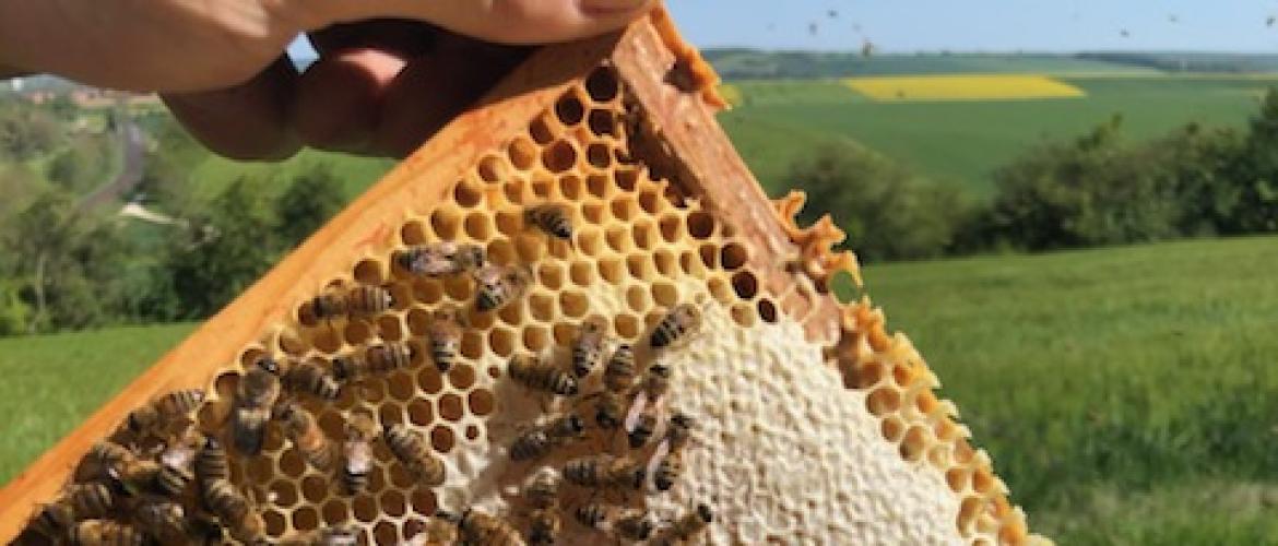 La production de miel a été fortement affectée par la pluie et le froid. Photo : DR.