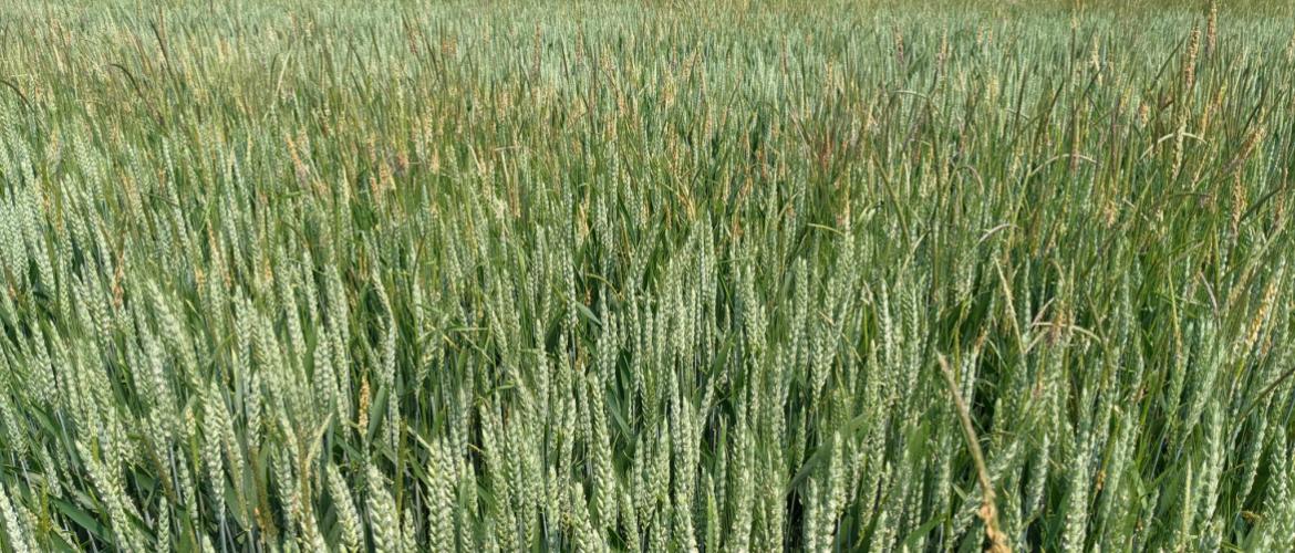 A l’avenir, il sera possible de retarder les dates de semis, ce qui pourra être intéressant dans la gestion des vulpins et des pucerons. Photo : A.Legendre A l’avenir, il sera possible de retarder les dates de semis, ce qui pourra être intéressant dans la gestion des vulpins et des pucerons. Photo : A.Legendre