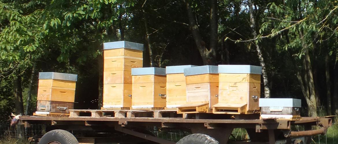 La déclaration de ruches 2023 est à réaliser jusqu'au 31 décembre. Photo : A. J.