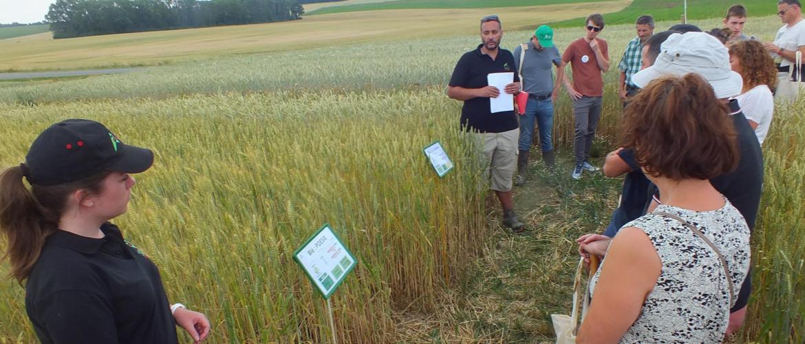 Les conseillers ont passé en revue une trentaine de variétés cultivées sur des microparcelles. Les conseillers ont passé en revue une trentaine de variétés cultivées sur des microparcelles.
