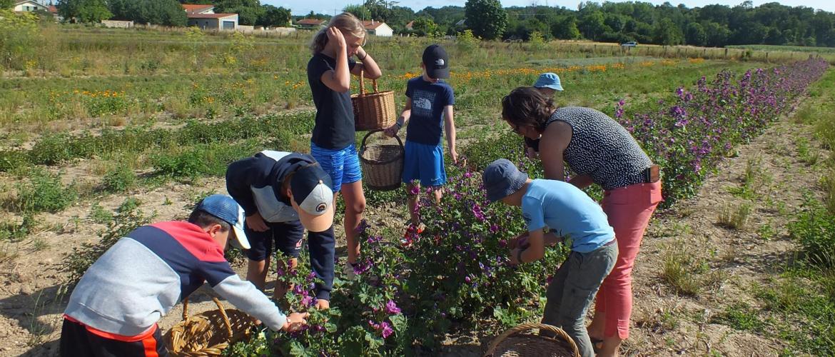 Les enfants, présents ce matin-là, ont pu récolter des fleurs de mauves avec l’aide et les conseils de Delphine pour cueillir délicatement les fleurs avant de les mettre dans le séchoir. 