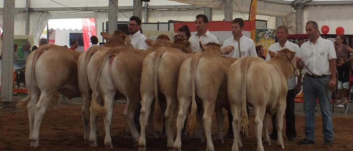 La Blonde d’Aquitaine a attiré tous les regards sur le ring. La Blonde d’Aquitaine a attiré tous les regards sur le ring.