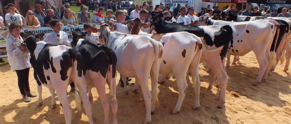 Le concours d’élevage Prim’Holstein animera l’espace agricole. Photo : D. R.