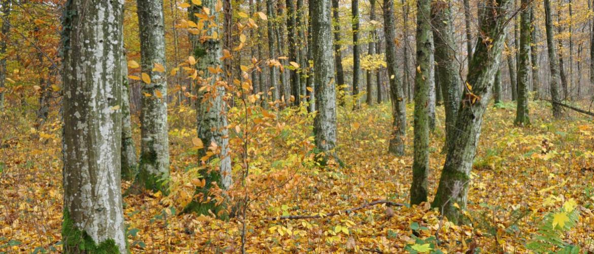 Parmi les sujets prioritaires, l’avenir des forêts publiques dans un contexte de changement. Crédit : A.HUMBERTCLAUDE Parmi les sujets prioritaires, l’avenir des forêts publiques dans un contexte de changement. Crédit : A.HUMBERTCLAUDE