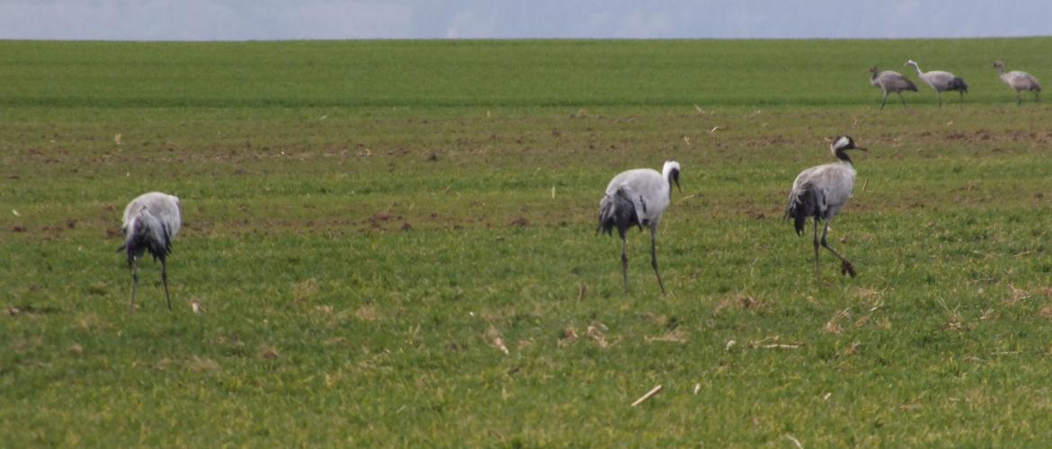 La découverte de cas sur des grues cendrées inquiète les autorités sanitaires. Photo : A. HUMBERTCLAUDE 