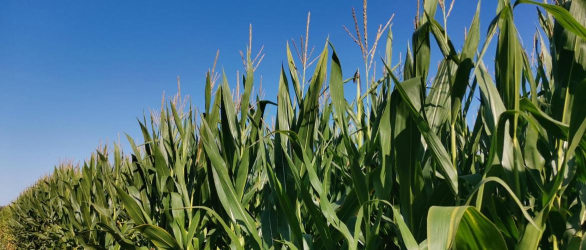 Les conditions estivales ont été profitables aux maïs, ils présentent, le plus souvent, un beau développement végétatif et un épi bien fécondé. Photo : H.Flamant