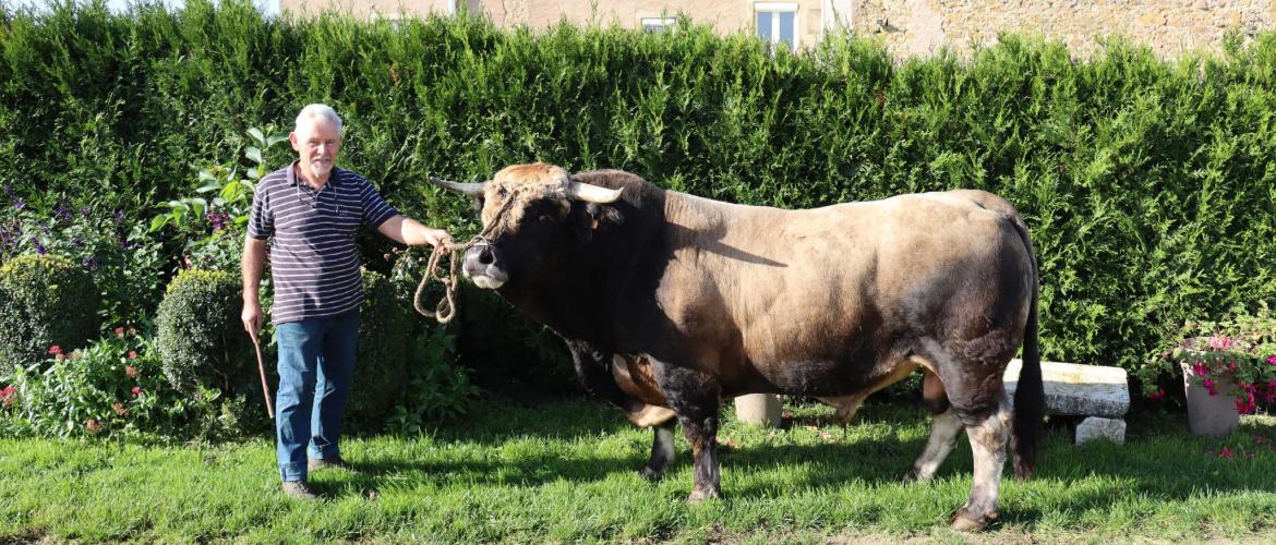 Yves Lacroix aux côtés d’Océan. 1er des taureaux de 4 ans à l’interrégional 2022, il avait déjà obtenu le prix de championnat mâle lors de l’édition 2021 d’Agrimax ©Marion Falibois.