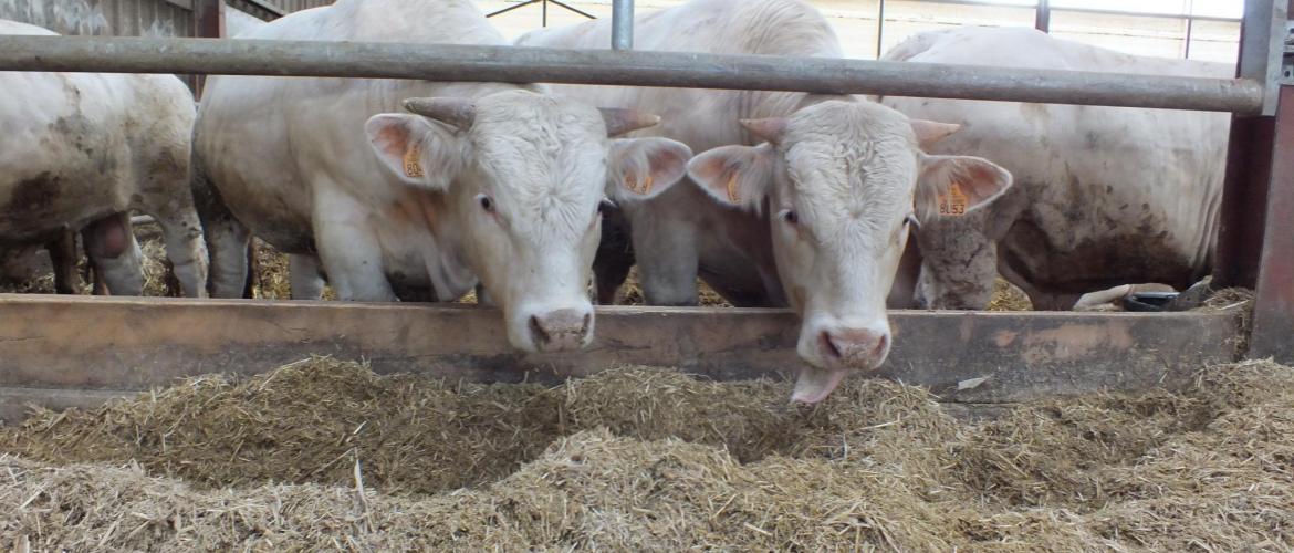 Le montant de l’aide varie selon la dépendance à l’achat d’alimentation animale. Photo : D. R.