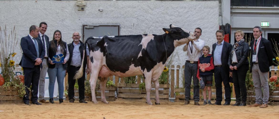 Kansascity du Tombuy (père Atwood), grande championne du concours, au Gaec du Tombuy (élevage Decheppe Vaillant) à Gimécourt. Photo : Ameline Perrin.