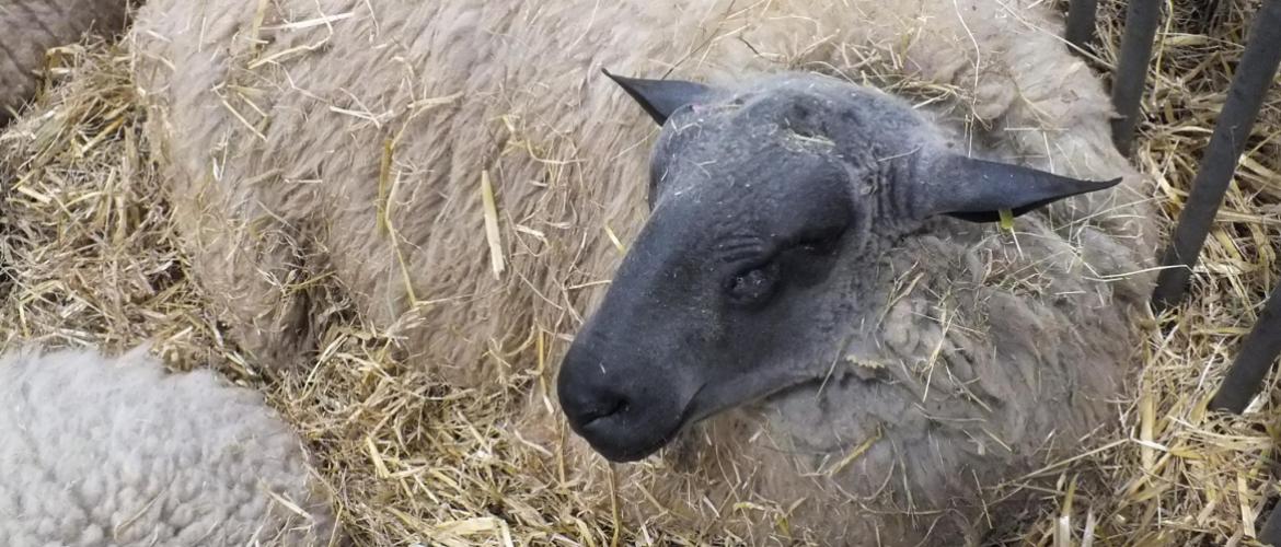 Deux élevages de moutons Bleu du Maine parmi les médaillés. Crédit : A.JOZWIK