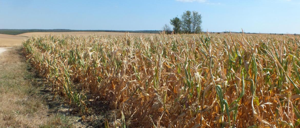 Le département de la Meuse est reconnu en calamité agricole au titre de la sécheresse 2020. Photo : DR