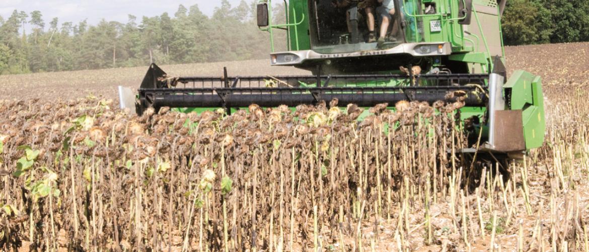 La récolte de tournesol s’est déroulée dans des conditions globalement favorables. Photo : A. H.