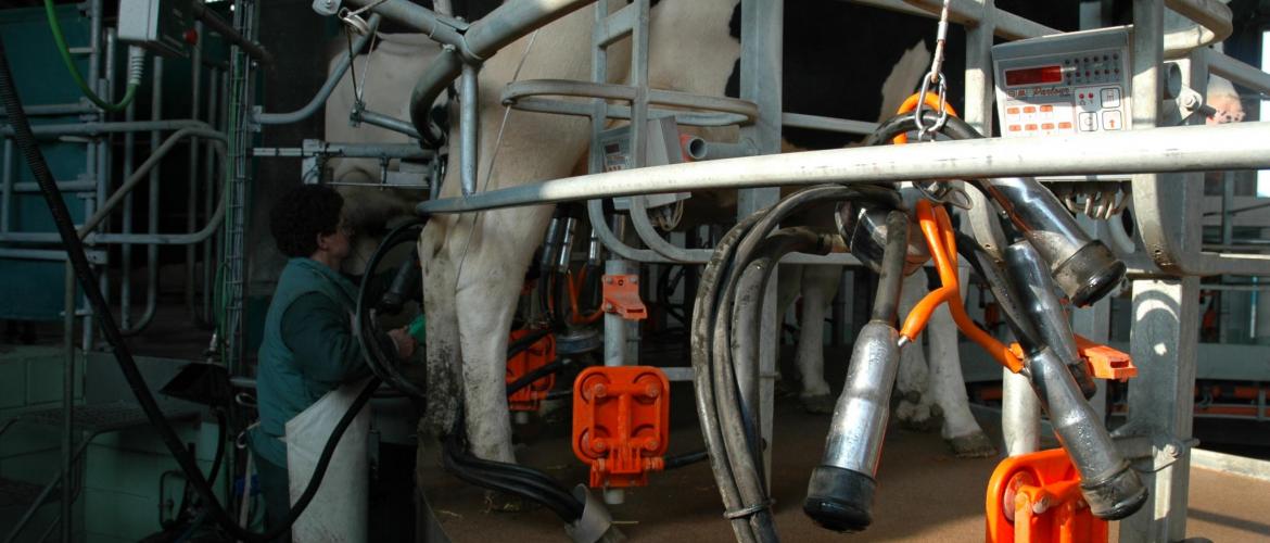 L’élevage bovin lait et les grandes cultures sont les secteurs les plus demandeurs de main d’œuvre. Photo : DR